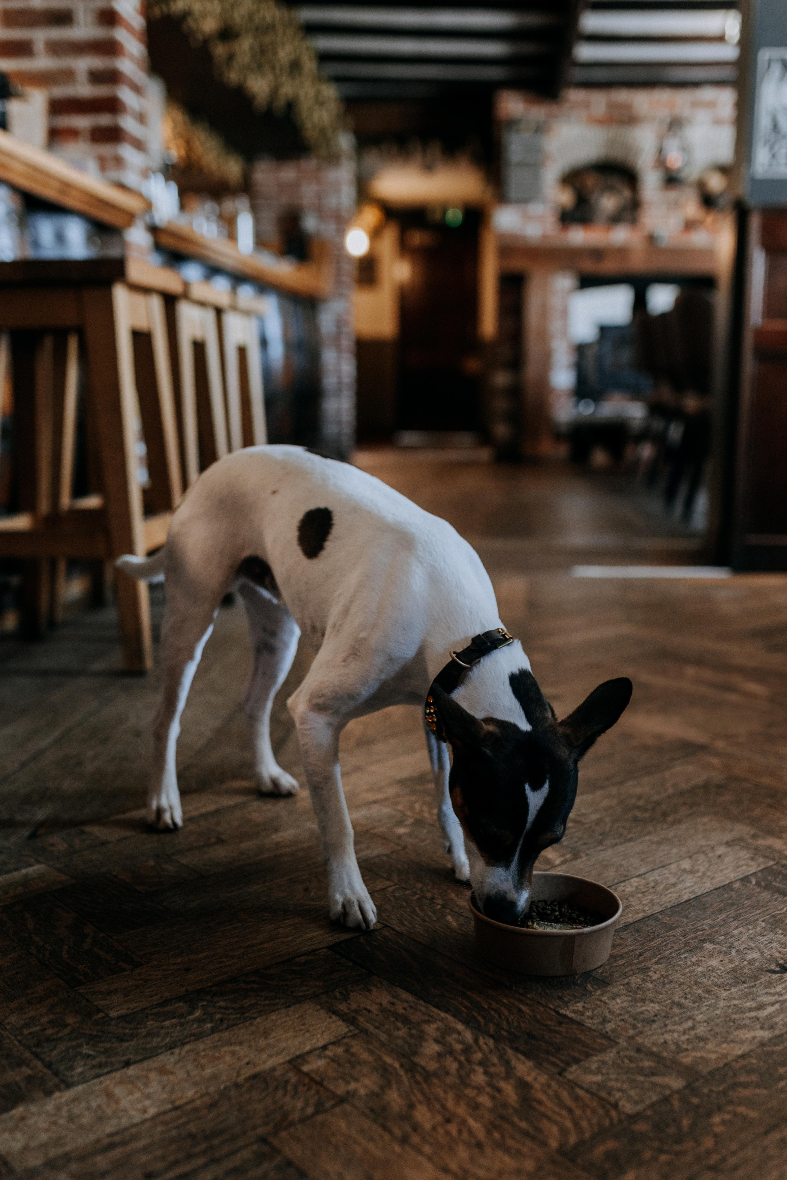 Dog-Friendly Accommodation | The Isle of Sheppey | The Ferry House ...